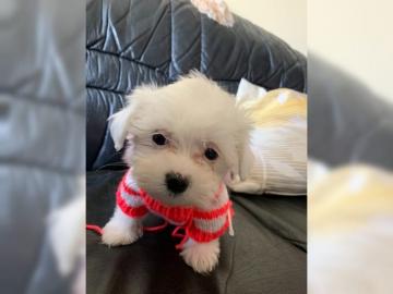Super MINI Maltese Puppies whatsapp numb