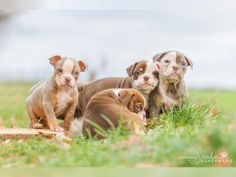 Old englisch Bulldogge welpe
