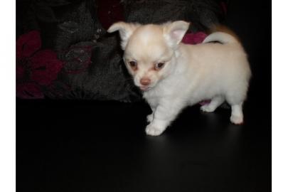 REINRASSIGE XXS-MINI-CHIHUAHUAS