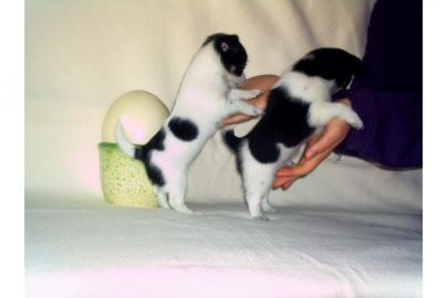 REINRASSIGE XXS-MINI-CHIHUAHUAS