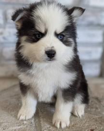 Teetasse Pomsky Welpen