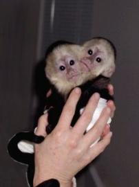 S��e Marmoset Monkeys f�r das Wiederein