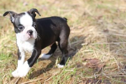 Wundersch�ner Boston Terrier