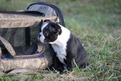 Wundersch�ner Boston Terrier