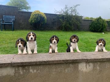 Sch?ne Beagle-Welpen bereit