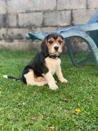Sch?ne Beagle-Welpen bereit