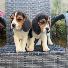 Sch?ne Beagle-Welpen bereit