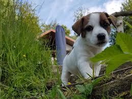 Beschreibung zu Reinrassige Jack Russell