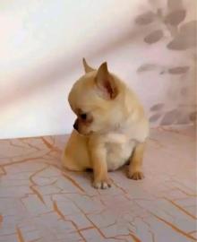 Chihuahua puppies in Colorado Spri