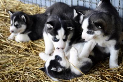 Blauen Augen Siberian Husky