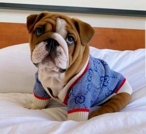 Englische Bulldogge Welpen mit Papieren