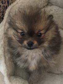Mini Pomeranian