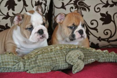 Unsere sehr sch�ne Englisch Bulldogge su