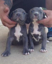 Reinrassige American Pit Bull Welpen