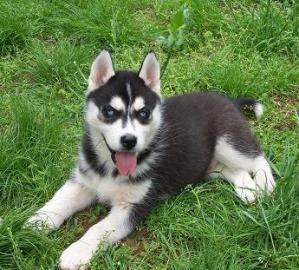 Reinrassige Blue Eye Siberian Husky Welp