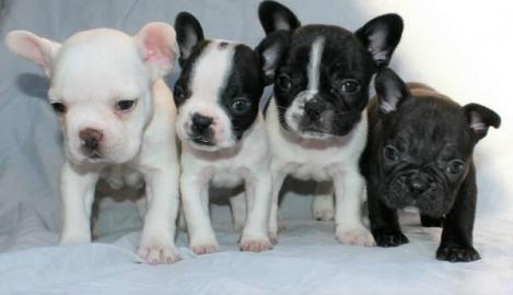 Fran�sische Bulldoggen 4 Jungs und 3 M�d
