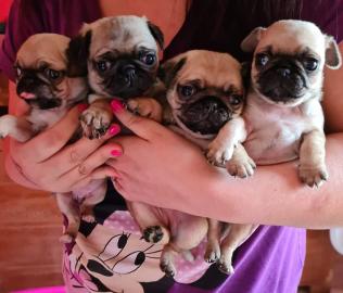 Die fantastischen vier reinrassige Mopsw