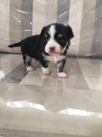 entz�ckende Chihuahuawelpen