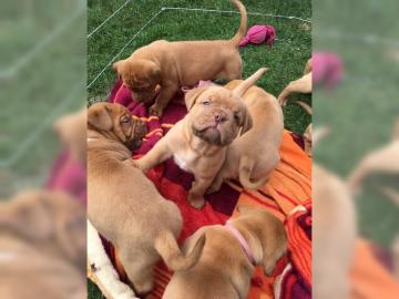 Wundersch?ne Bordeaux Doggen Welpen,