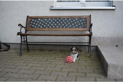 Reinrassige gesunde, verspielte super-s�