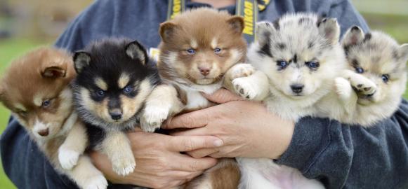 POMSKY WELPEN MIT PAPIEREN