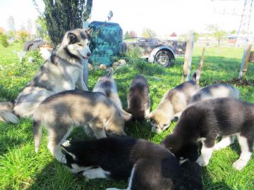 Siberian Husky Welpen.  (Eine herrliche R