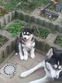 Siberian Husky Welpen.  (Eine herrliche R