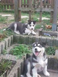 Siberian Husky Welpen.  (Eine herrliche R