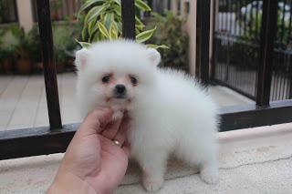 Zwergspitz pomeranian welpen
