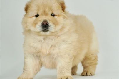 Chow Chow Welpen