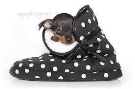 Mini Prager Ratller Welpen