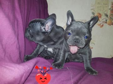 Sch?ne Kc Reg French Bulldog Welpen