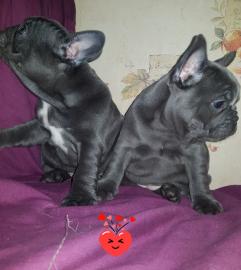 Sch?ne Kc Reg French Bulldog Welpen