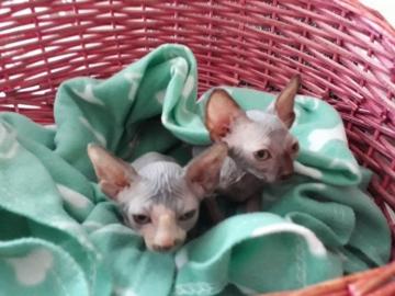 Wundersch?ne canadian Sphynx Kitten