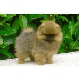 Wundersch�ne kleine Pomeranian Welpen in