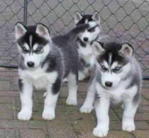 Siberian Husky Welpen ( FCI/VDH-DCNH )