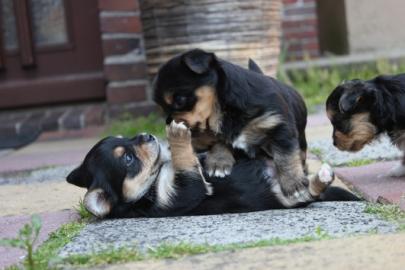 CHIHUAHUA-Welpen, R�den&H�ndinnen,mit Ah