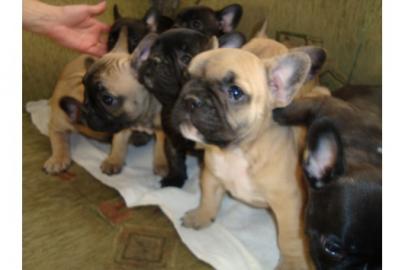 S��er Franz�sisch Bulldogge-Welpen