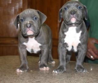 Reinrassige Pitbull Welpen
