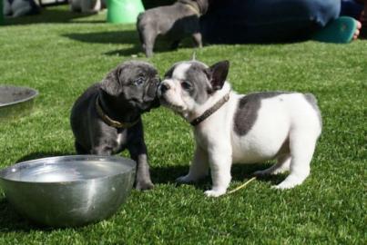Franz�sische Bulldogge R�de Red /Fawn!