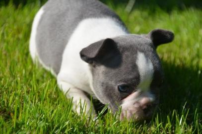 Franz. -Bulldogge Welpen in blau-weis/sch