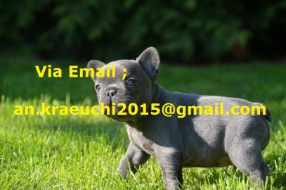 Franz. -Bulldogge Welpen in blau-weis/sch