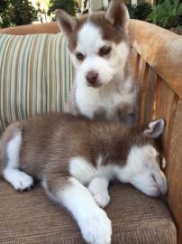Wundersch�ne reinrassige Siberian Husky