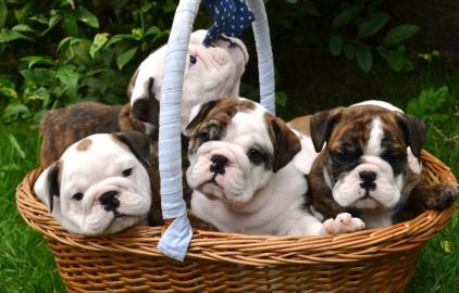 Zuckers��e Englische Bulldoggen Welpen