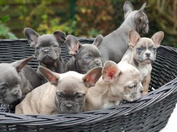 Franz?sische Bulldoggen Welpen