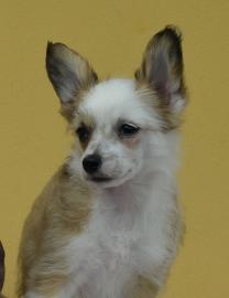 Chinesischer Schopfhund mit Stammbaum