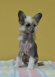 Chinesischer Schopfhund mit Stammbaum