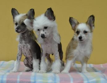 Chinesischer Schopfhund mit Stammbaum
