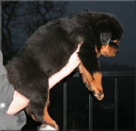sch�ne reinrassige Rottweiler Welpen