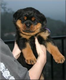 sch�ne reinrassige Rottweiler Welpen